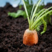 A photo fo a carrot growing in a vegetable garden.