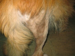 View of dog's shaved hind leg.