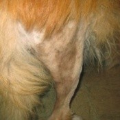View of dog's shaved hind leg.
