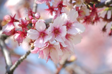 Closeup of blossoms.