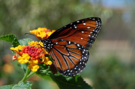 Butterfly on lantana flower.