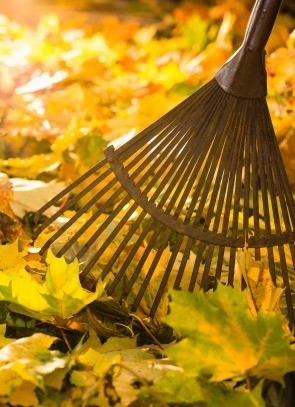 Close up of rake with fall leaves