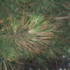 Pine Tree With Brown Needles