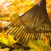 A rake with fall leaves