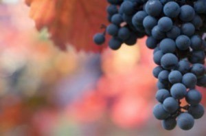 Composting Grapes