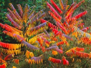 Red and orange Sumac