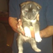 Someone holding a young puppy.