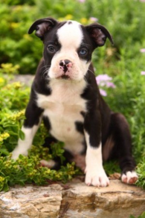 A dog sitting in a garden.