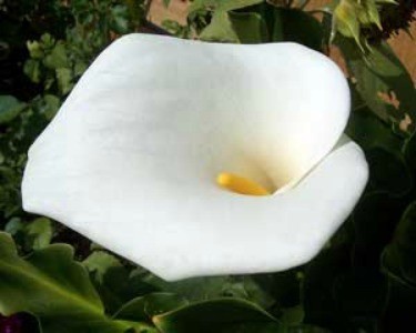 Growing: Calla Lily