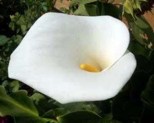 Growing: Calla Lily