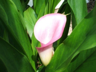 A pink calla lily in a garden.