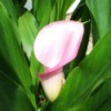 A pink calla lily in a garden.