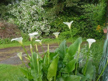 A cluster of white canna blooms in a garden bed.