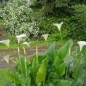A cluster of white canna blooms in a garden bed.