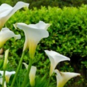 Growing Calla Lilies