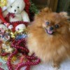 Two Pomeranians with Christmas stockings.