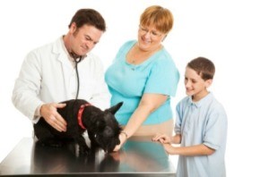 A photo of a dog getting medical care.