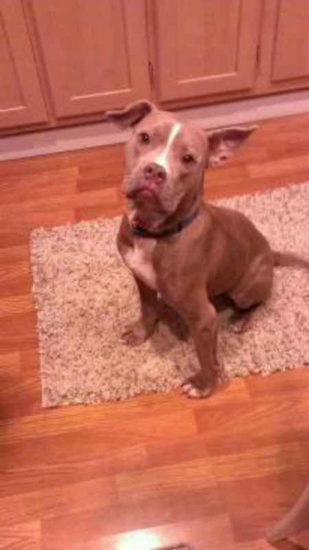 Pit Bull on kitchen rug.