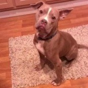 Pit Bull on kitchen rug.