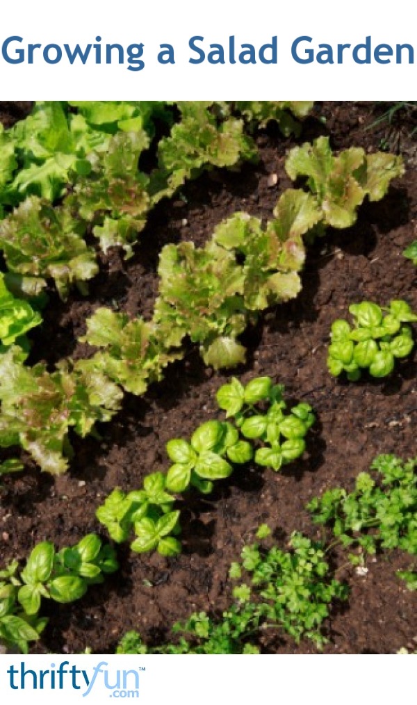 Growing a Salad Garden ThriftyFun