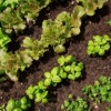 Growing a Salad Garden