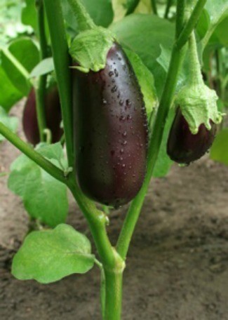Growing Eggplants