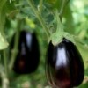 Growing Eggplant