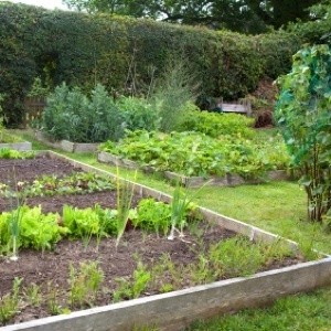 raised vegetable garden bed