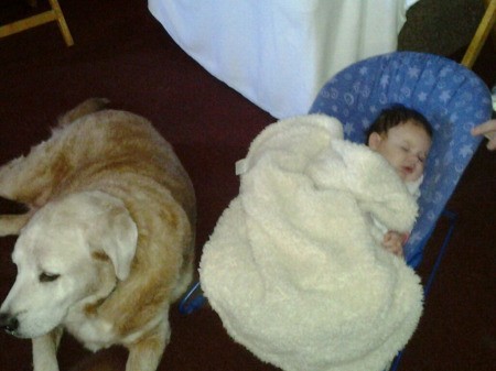 Lab lying next to infant.