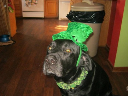 Tank with St Paddy's Day hat.