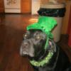 Tank with St Paddy's Day hat.