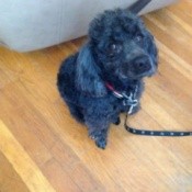 Black Poodle on leash.