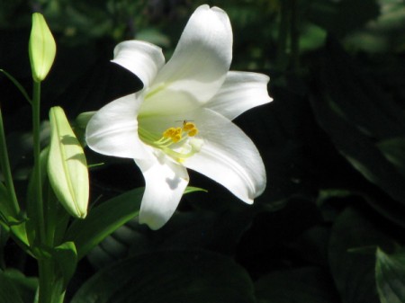 Easter lily with a bee collecting pollen.