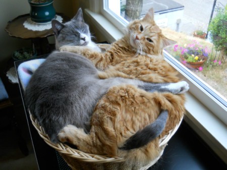 Cats sharing kitty basket.