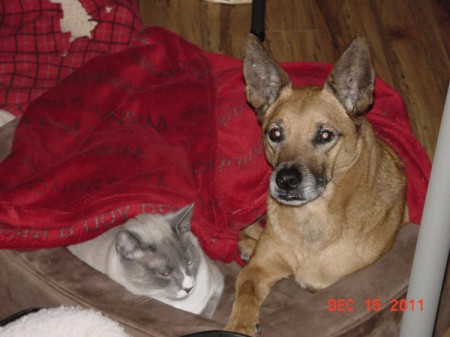 Belle tolerating Numi's invasion of her bed.