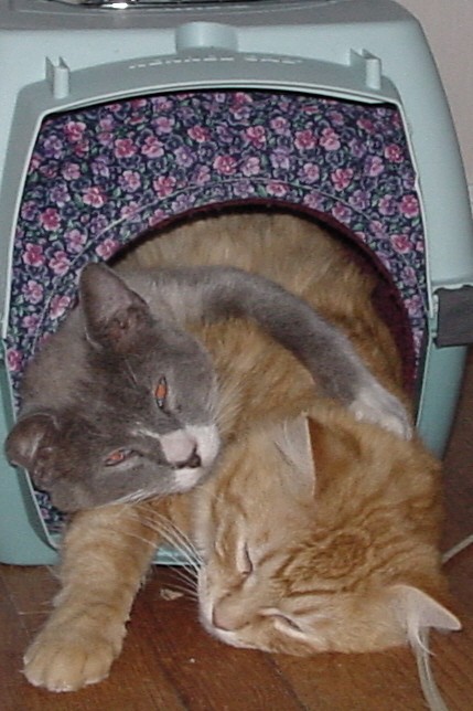 Cats sharing pet tube.