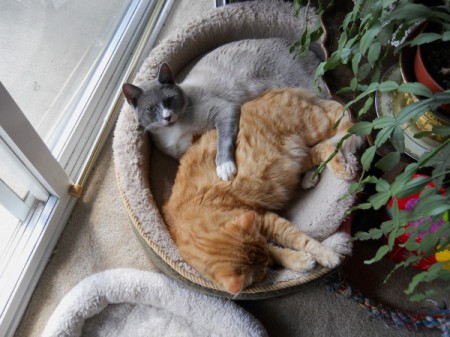Cozy kitties in dog bed.