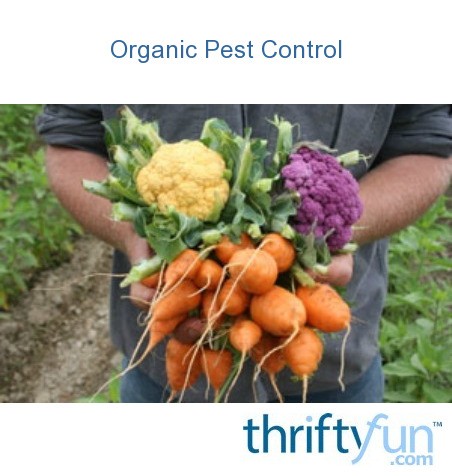 Managing Insect Pests In Vegetable Gardens | ThriftyFun