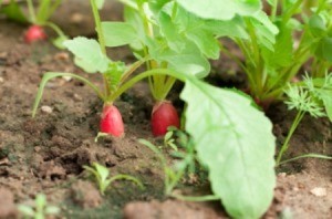 Photo of radishes growing in a vegetable gardening.