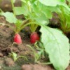 Photo of radishes growing in a vegetable gardening.