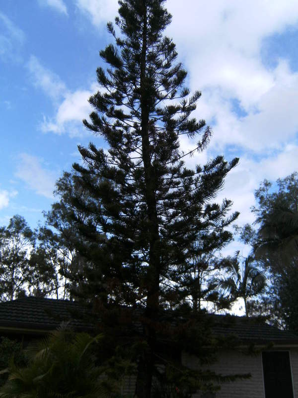 View of tree.