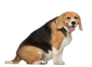 An overweight dog.