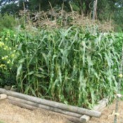 Growing Corn in a Raised Beds
