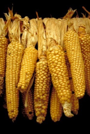 Drying Corn