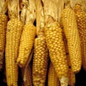 Drying Corn