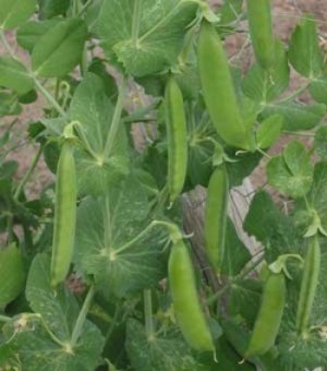 Growing Peas