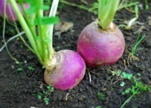 Storing Root Crops