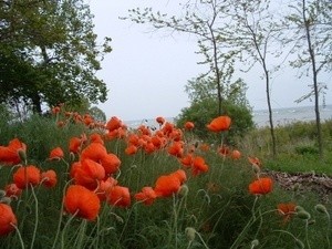 red tulips