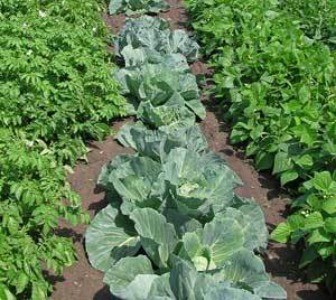 Rows of growing vegetables
