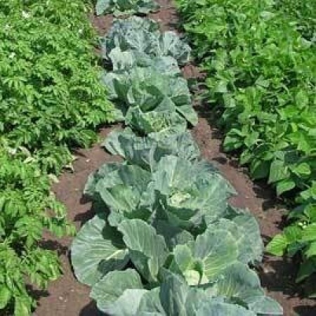Rows of growing vegetables